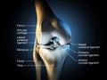 Healthy knee joint, labeled, 3D illustration