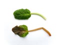 Healthy leaf and diseased leaf