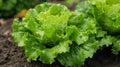 Healthy leafy lettuce flourishing in a vibrant greenhouse setting, fresh and verdant