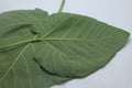 Healthy leaves of fig fruit tree Royalty Free Stock Photo