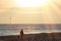 Healthy lifestyle. Peaceful beach dog walk at sunrise Royalty Free Stock Photo