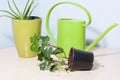 Healthy looking green potted plants