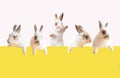 Set of peeping bunnies. Group of easter fluffy rabbit Cute animal pets. Royalty Free Stock Photo