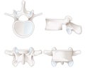 Healthy lumbar vertebrae. Different views. Labeled illustration Royalty Free Stock Photo