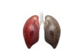 Healthy Lung and Smokers Lung on white background