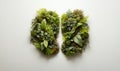 Healthy lungs shape. Green nature plants shaped like human lungs conceptual image. lungs shape island isolated on white