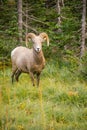 Healthy Male Ram Bighorn Sheep Wild Animal Montana Wildlife Royalty Free Stock Photo