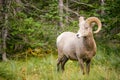 Healthy Male Ram Bighorn Sheep Wild Animal Montana Wildlife Royalty Free Stock Photo