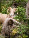 Healthy Male Ram Bighorn Sheep Wild Animal Montana Wildlife Royalty Free Stock Photo