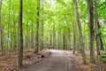Healthy maple forest pathway during summer