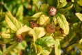 Healthy Medlars in fruit tree - Bawdy autumn fruit medlar brown Mespilus germanica Royalty Free Stock Photo