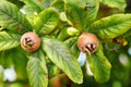 Healthy Medlars in fruit tree - Bawdy autumn fruit medlar brown Mespilus germanica Royalty Free Stock Photo