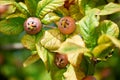 Healthy Medlars in fruit tree - Bawdy autumn fruit medlar brown Mespilus germanica Royalty Free Stock Photo