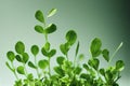 Healthy healthy microgreens with thin stems and tender fresh leaves