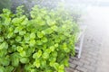 Healthy mint plant in herbal garden, fresh herb, organic vegetable garden