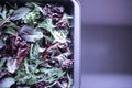 A healthy mix of assorted baby micro-green salad leaves laid out in a tray Royalty Free Stock Photo