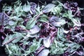 A healthy mix of assorted baby micro-green salad leaves laid out in a tray Royalty Free Stock Photo