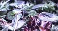 A healthy mix of assorted baby micro-green salad leaves laid out in a tray Royalty Free Stock Photo