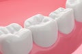 Healthy molar teeth and pink gums