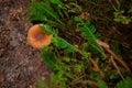 Healthy mushroom forest autumn park outdoor environment