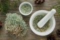 Natural medicines of moss, lichen and juniper. Herbal medicine