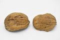 Healthy and nutritious beige brown walnut grains. Crushed walnut shells.