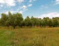 Orchard of beautiful olive trees growing in Greece Royalty Free Stock Photo