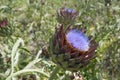 Artichoke flowering closeup, in purple beautiful color