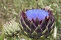 Artichoke flowering closeup, in purple beautiful color