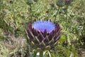 Artichoke flowering closeup, in purple beautiful color