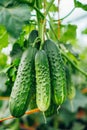 Healthy organic cucumber plants flourishing in a controlled greenhouse environment