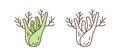 Healthy organic fennel root vector illustration in line art style. Set of colorful and monochrome natural vegetable