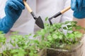 Healthy organic food concept. Close up of hands hold seedling In peat pot. Seedling green plant. Springtime. Girl