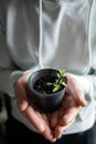 Healthy organic food concept. Close up of hands hold seedling tomato In peat pot. Seedling green plant of tomato. Springtime. Gar Royalty Free Stock Photo