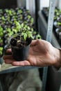 Healthy organic food concept. Close up of hands hold seedling tomato In peat pot. Seedling green plant of tomato. Springtime. Gar Royalty Free Stock Photo