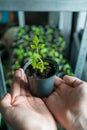 Healthy organic food concept. Close up of hands hold seedling tomato In peat pot. Seedling green plant of tomato. Springtime. Gar Royalty Free Stock Photo