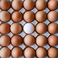 Healthy organic food, Ingredient protein breakfast, Fresh brown chicken eggs with unique white duck egg with selective focus Royalty Free Stock Photo