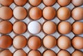 Healthy organic food, Ingredient protein breakfast, Fresh brown chicken eggs with unique white duck egg with selective focus Royalty Free Stock Photo