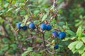 Healthy organic food - wild blueberries. Vaccinium myrtillus growing in forest closeup Royalty Free Stock Photo