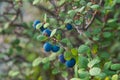 Healthy organic food - wild blueberries. Vaccinium myrtillus growing in forest closeup Royalty Free Stock Photo