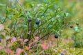 Healthy organic food - wild blueberries. Vaccinium myrtillus growing in forest closeup Royalty Free Stock Photo