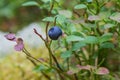 Healthy organic food - wild blueberries. Vaccinium myrtillus growing in forest closeup Royalty Free Stock Photo