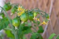 Open-pollinated Red Alert tomato plant with ripening fruits