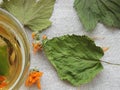 Healthy organic herbal tea with calendula and dry leaves of blackcurrant and mulberry. Royalty Free Stock Photo