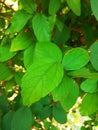 Healthy and organic Indian basil leaves
