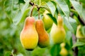 Healthy organic pears on branch in garden Royalty Free Stock Photo