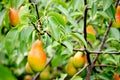 Healthy organic pears on branch in garden Royalty Free Stock Photo