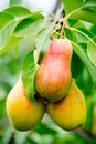 Healthy organic pears on branch in garden Royalty Free Stock Photo