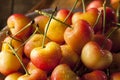 Healthy Organic Rainier Cherries Royalty Free Stock Photo