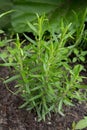 Healthy organic rosemary herb plant in garden